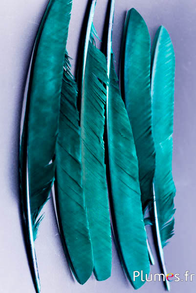 Paon bleu - 33-37 cm - émeraude-brun 